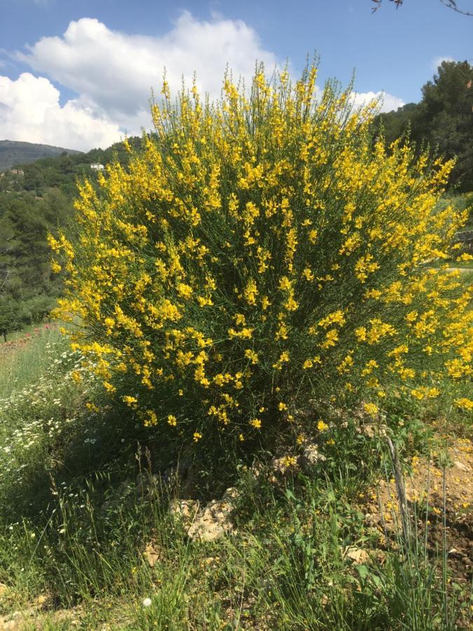 Les Genets Βίλα Fayence Εξωτερικό φωτογραφία