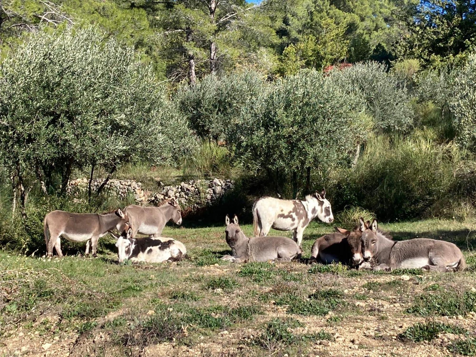 Les Genets Βίλα Fayence Εξωτερικό φωτογραφία