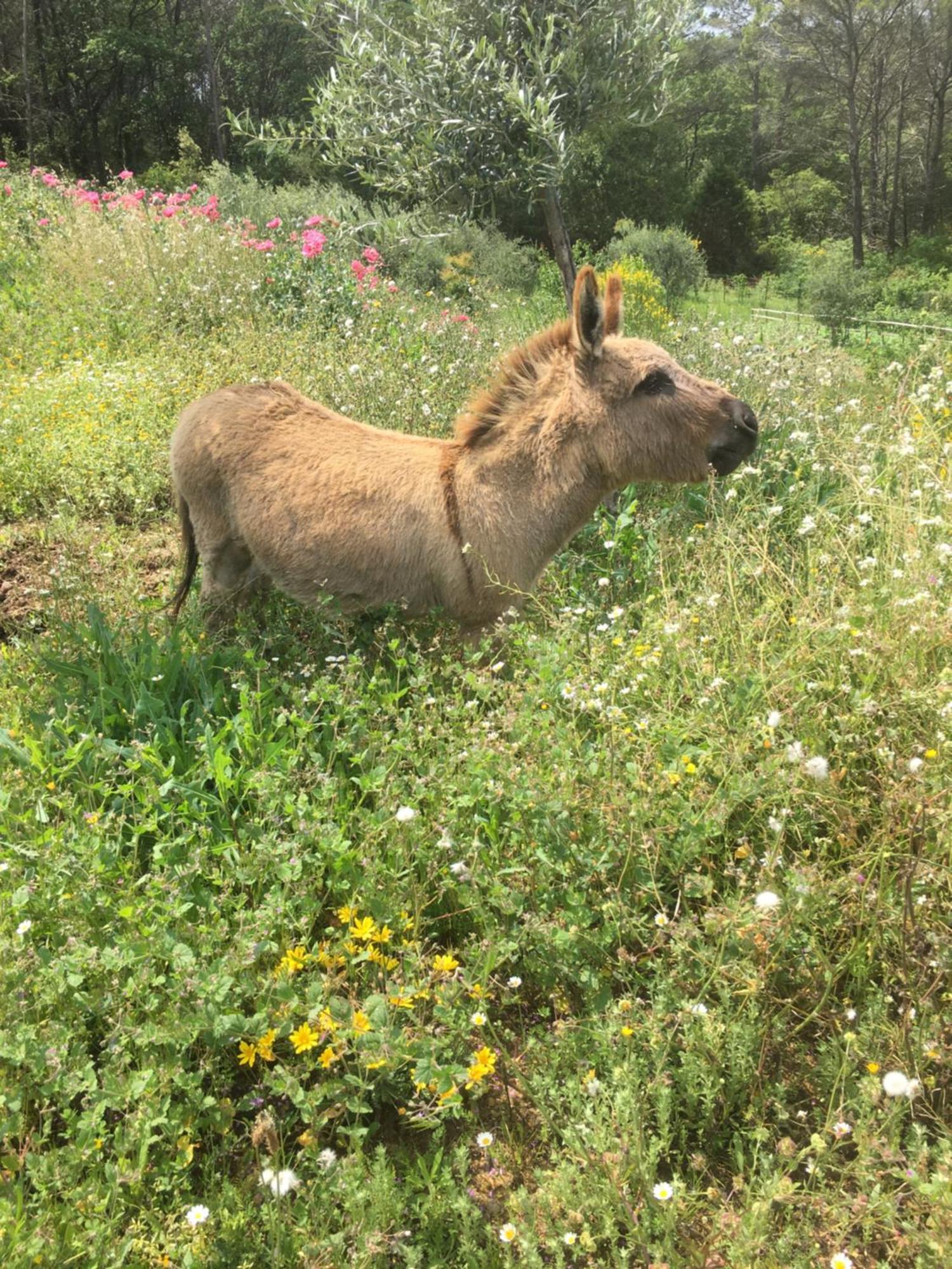 Les Genets Βίλα Fayence Εξωτερικό φωτογραφία